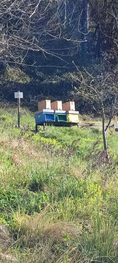 B&B I Pellegrini Della Casela Bordogna Buitenkant foto